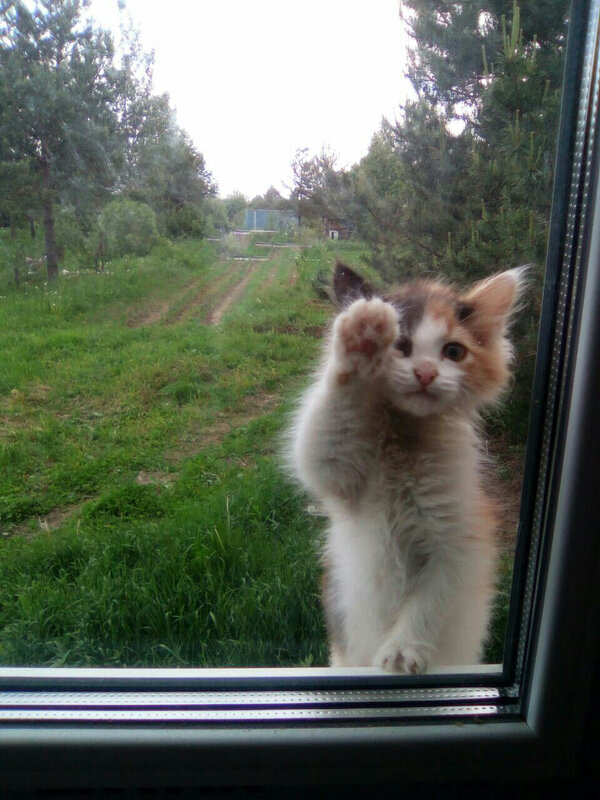 Кошка в окошке - Светлана 