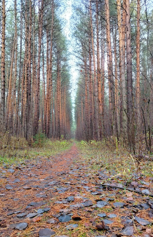 Лес в октябре - Наталья Воронцова