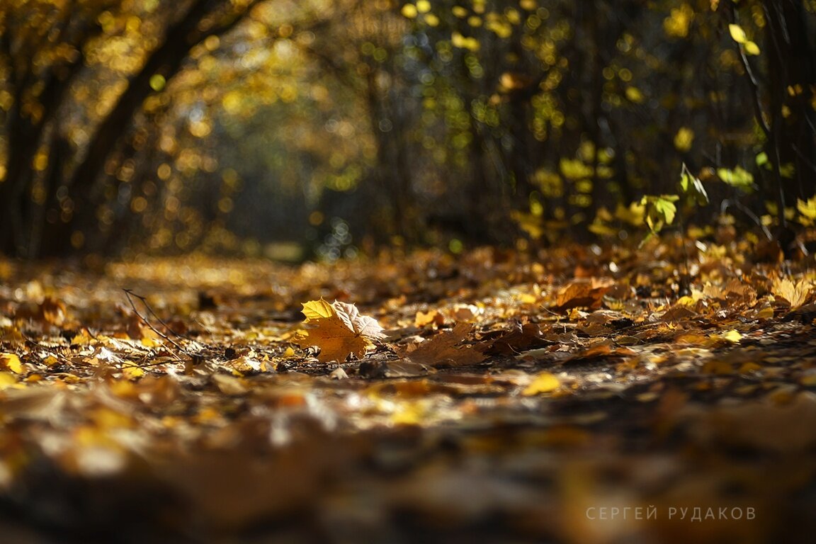 Последний лист кленовый - Сергей 