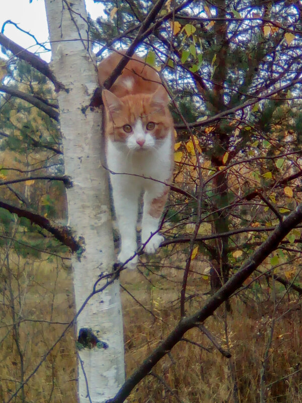 Осенний листик - Светлана Петрова