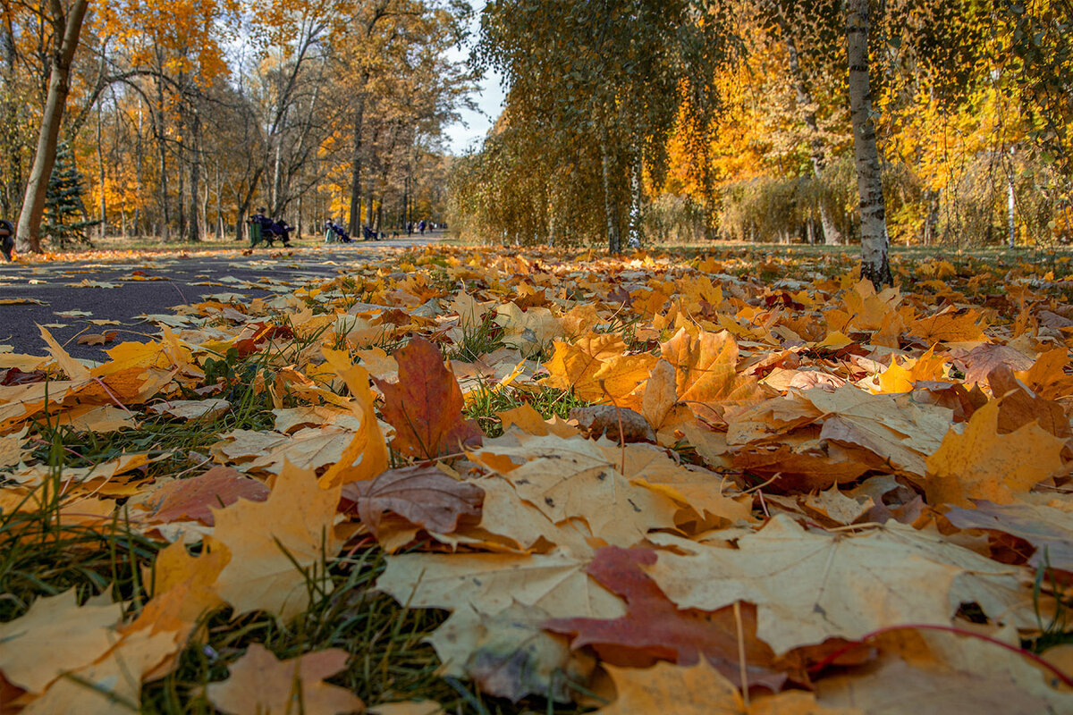 Краски осени. - Анатолий 71 Зверев