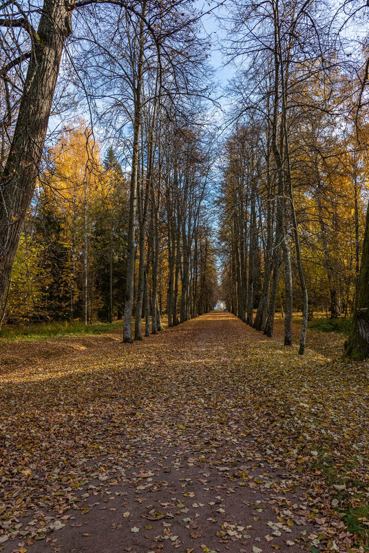 *** - Дмитрий Лупандин