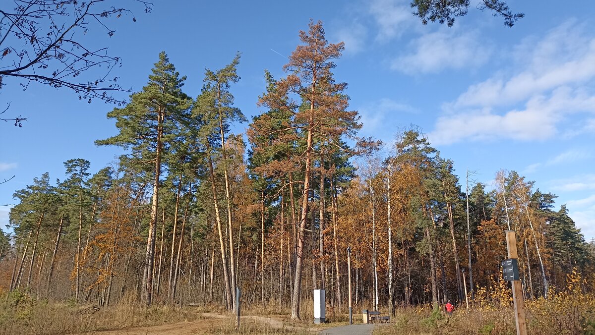 В октябрьском лесу - Татьяна Тюменка