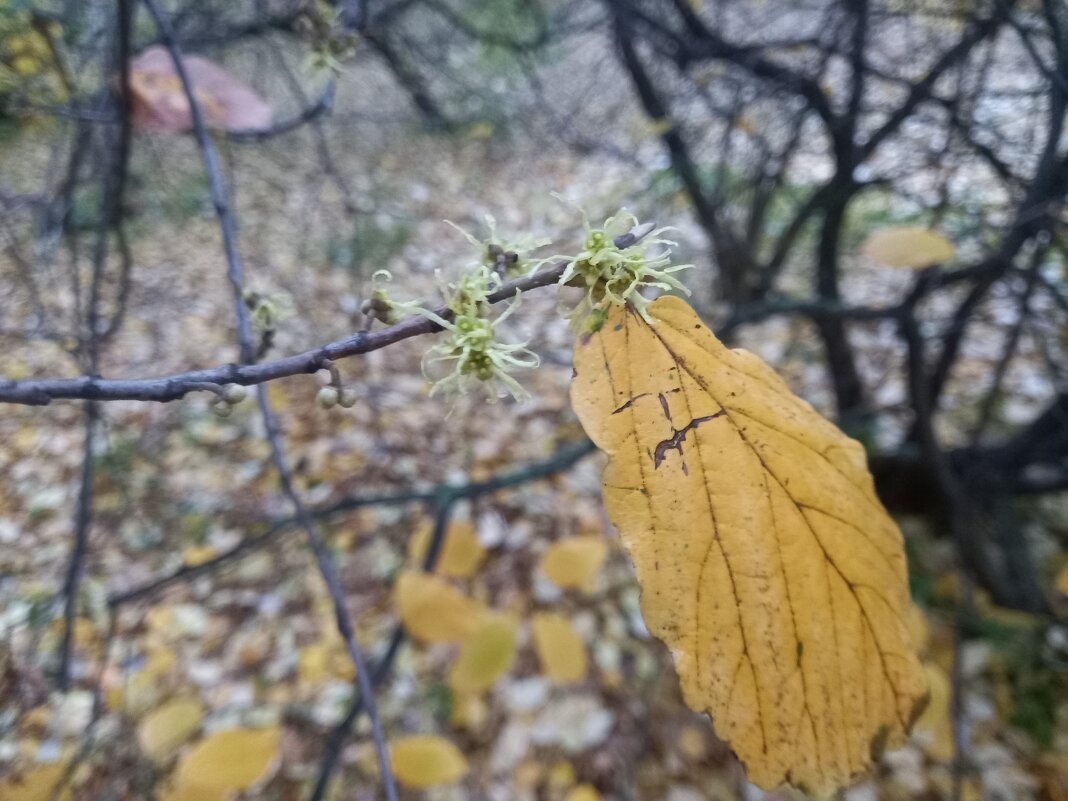 Гамамелес - Сапсан 