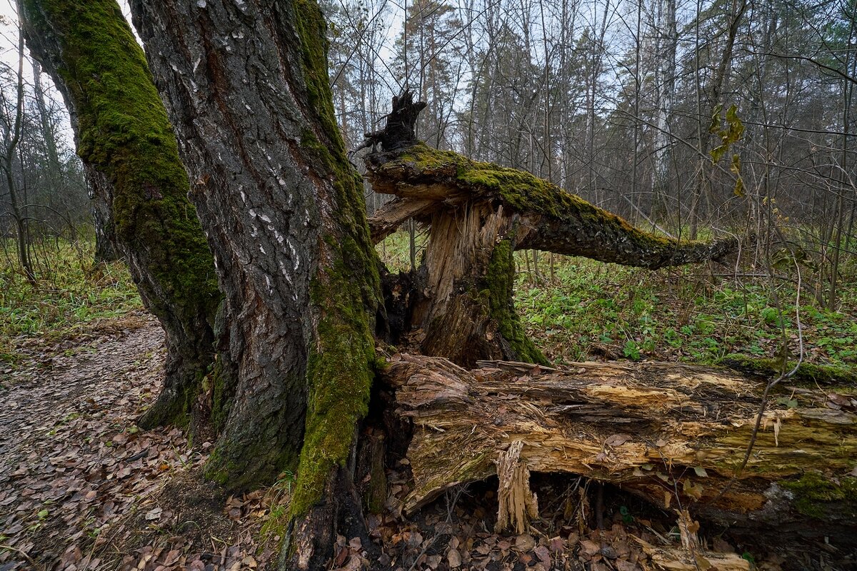 *** - Владимир 