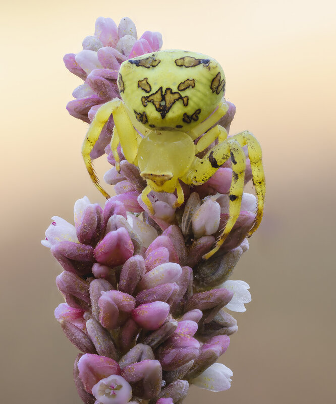 Thomisus citrinellus,паук-бокоход,паук-краб. - Александр Григорьев