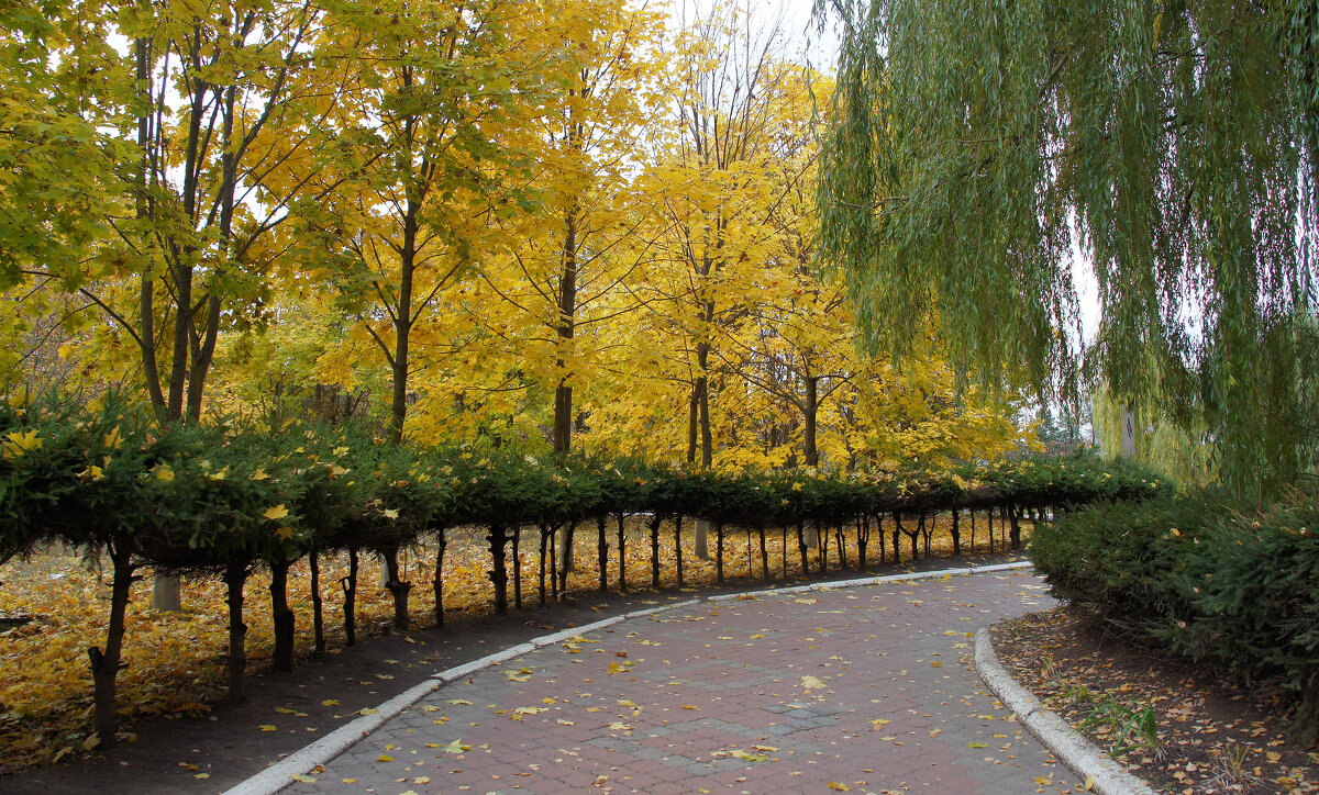 В осеннем парке - Елена Кирьянова