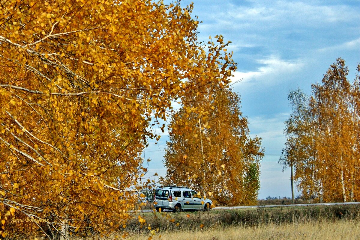 Приехали в гости к моим любимицам берёзкам. - Восковых Анна Васильевна 