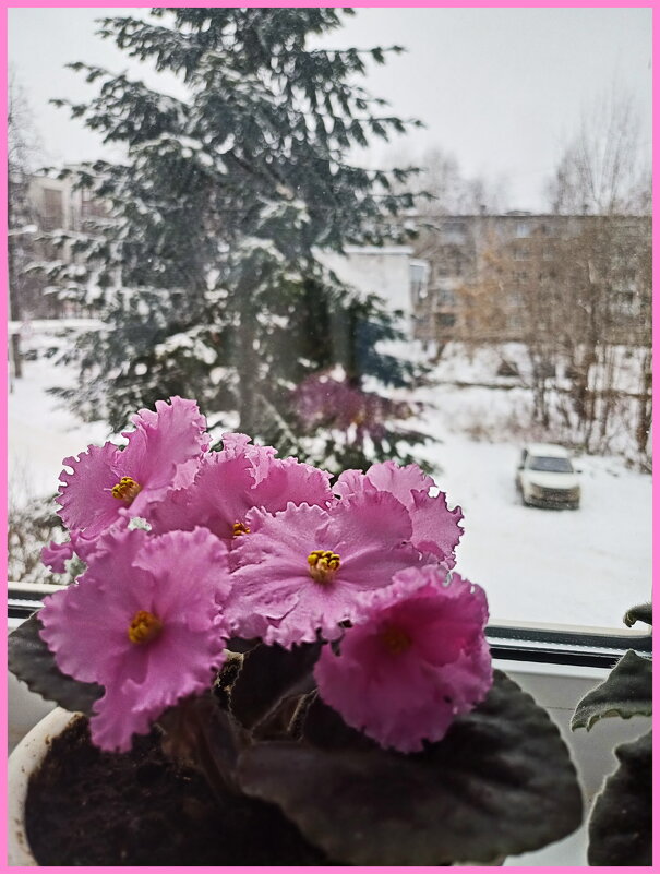 Цветы на подоконнике - Любовь Чунарёва