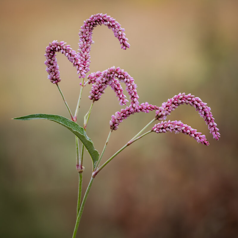 Горец щавелелистный,горец развесистый,(Persicaria lapathifólia). - Александр Григорьев