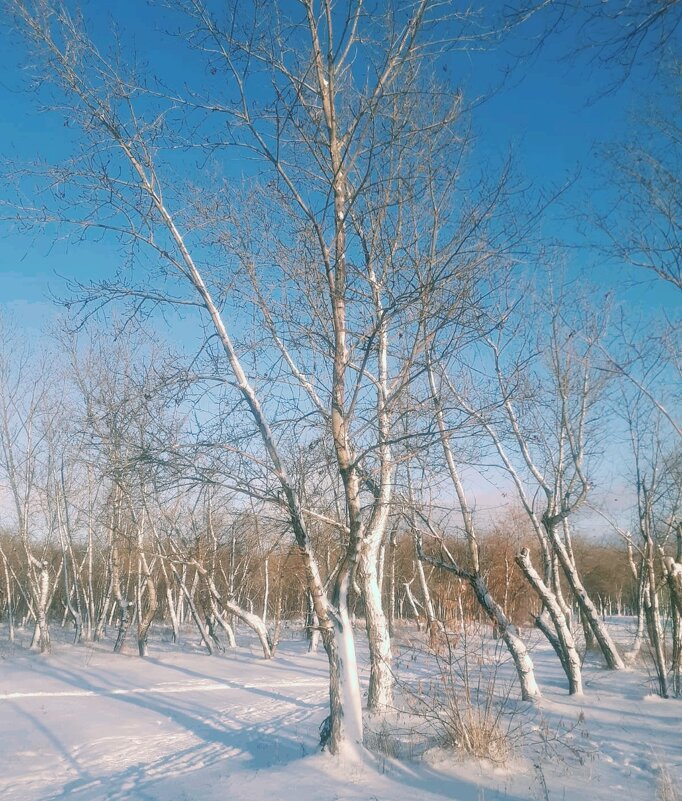 Снега и Солнце. - Георгиевич 