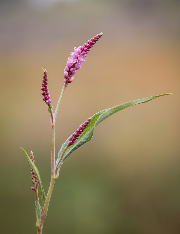 Горец щавелелистный,горец развесистый,(Persicaria lapathifólia). - Александр Григорьев