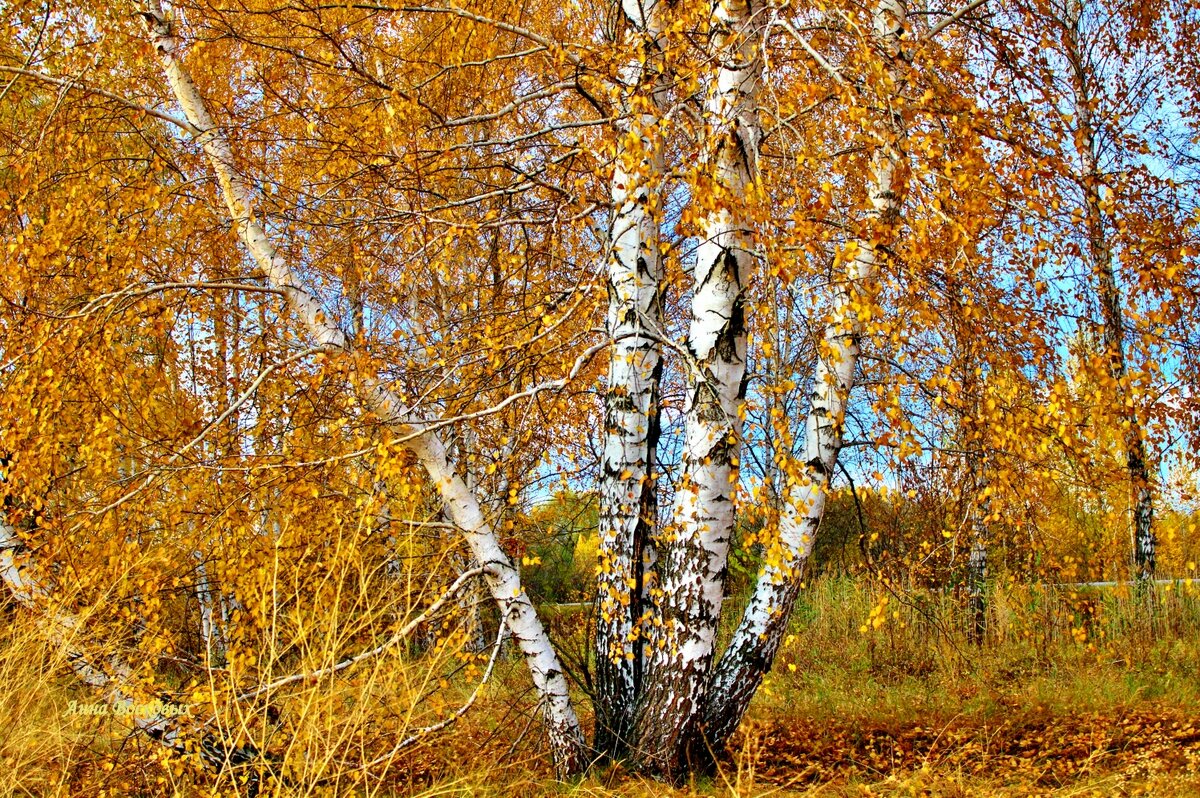 Мои любимицы берёзки. - Восковых Анна Васильевна 