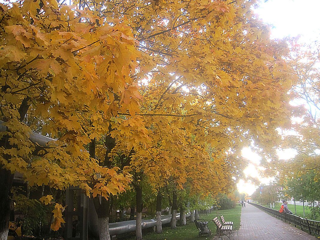 Осенью золотой в городе - Елена Семигина