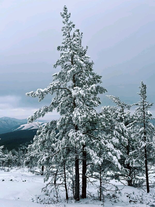 Белым снегом замело - Георгиевич 