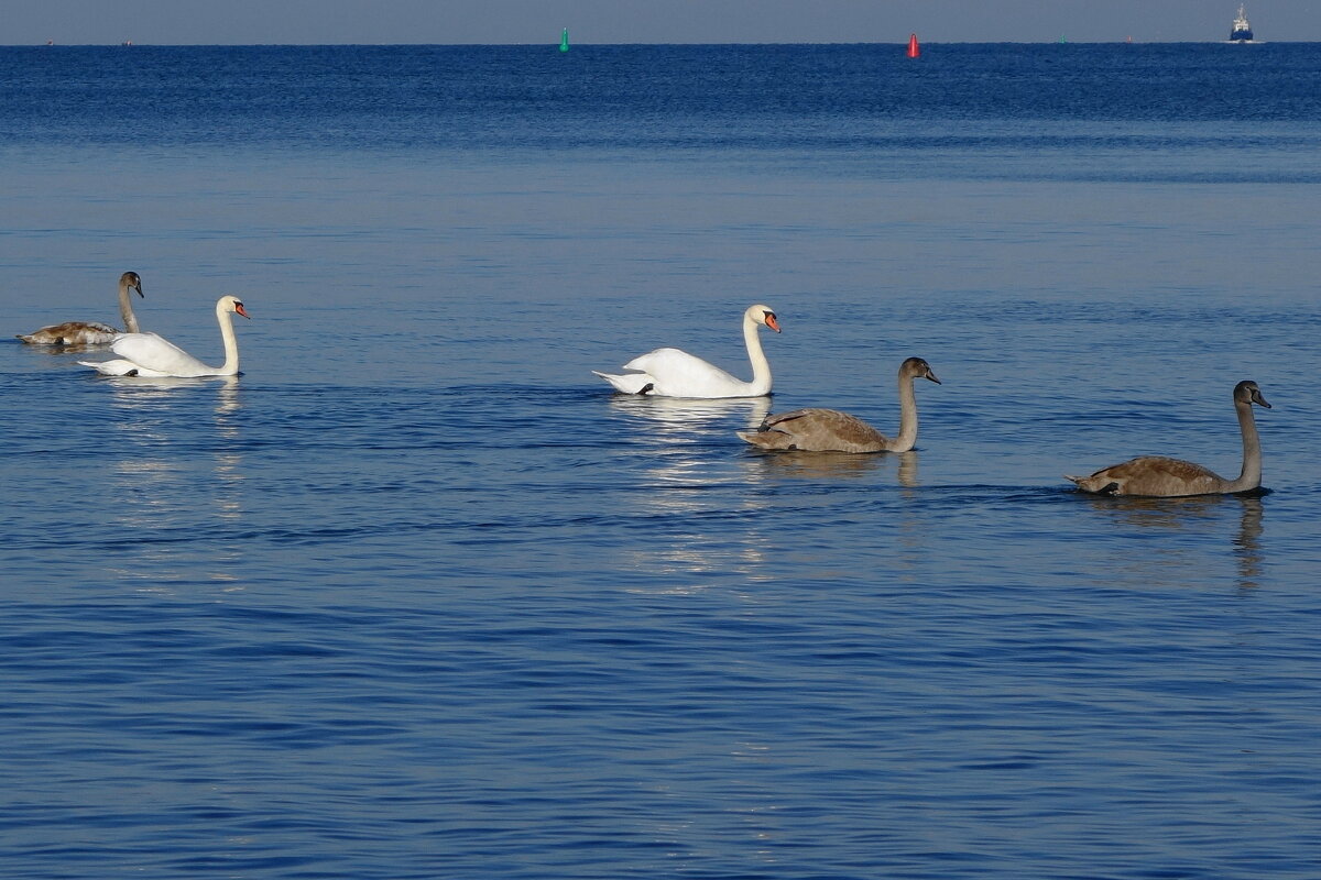 Лебеди, море - Рита Симонова