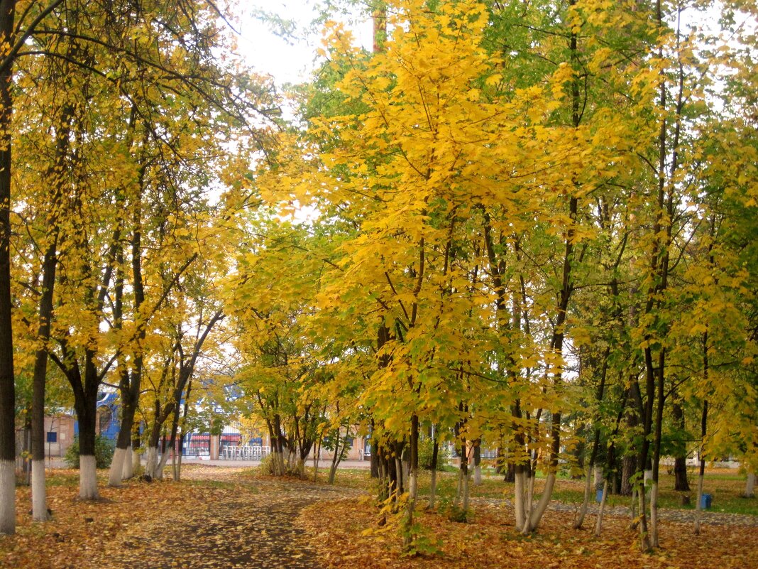 В золотую осень - Елена Семигина