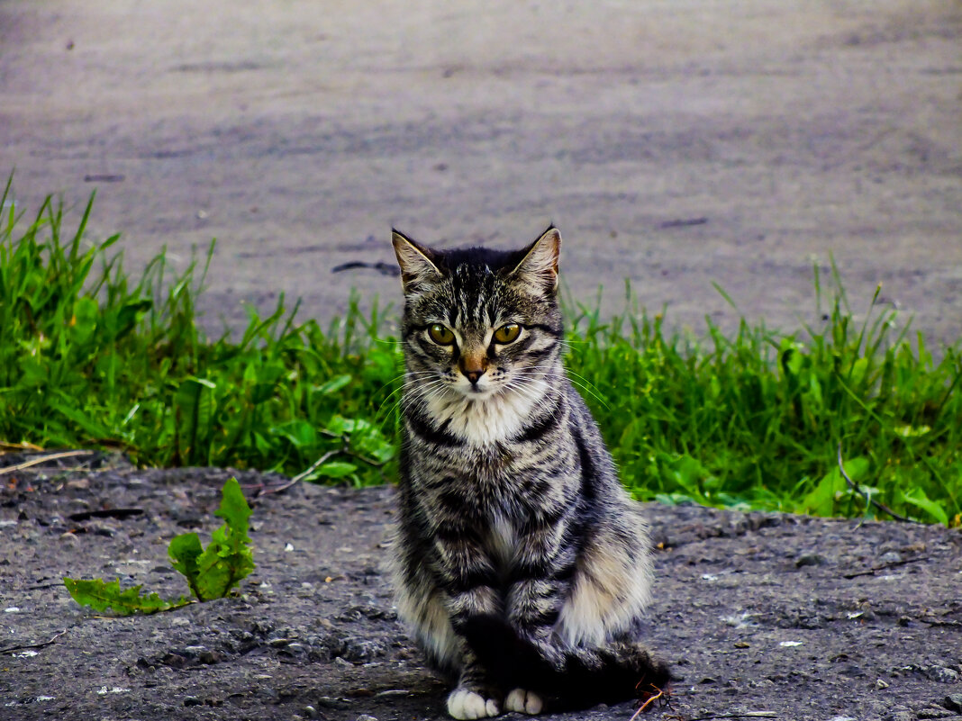 Котейка - Сергей М