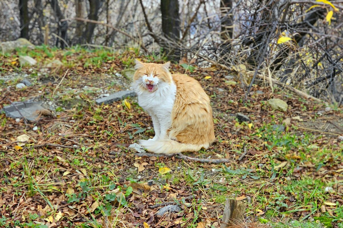 Котик зевает. - Светлана 13.06.