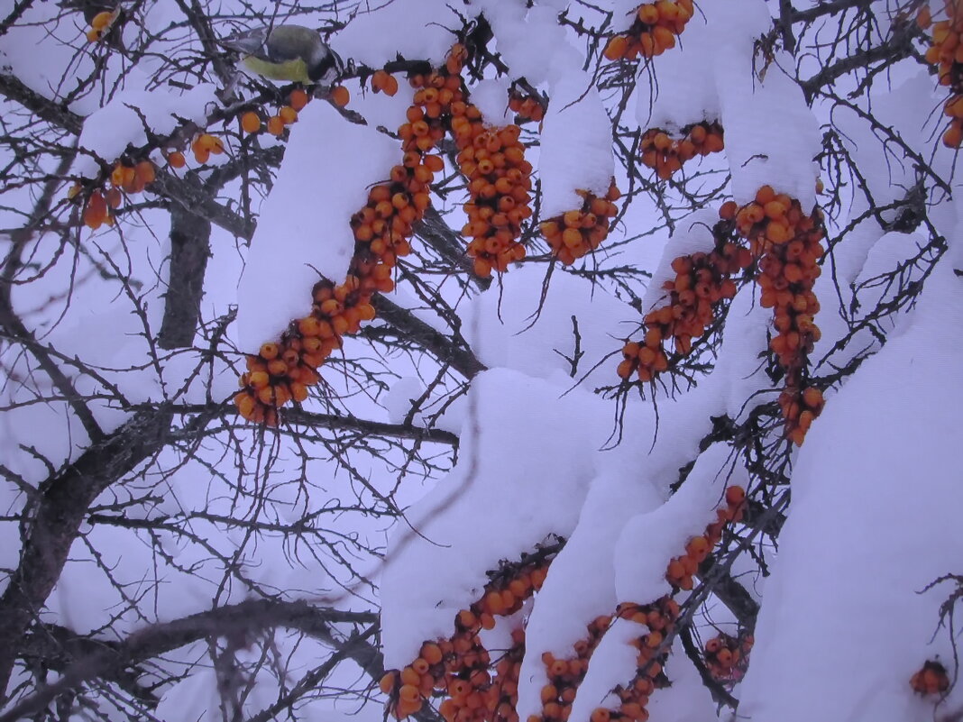 Засыпало - Людмила Смородинская