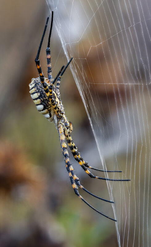 Паук.ARGIOPE TRIFASCIATA. - Александр Григорьев