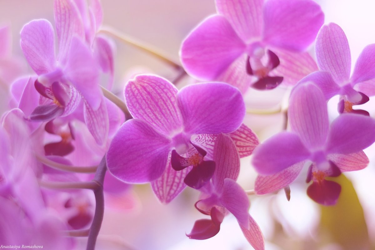 орхидея - Anastasiya Romas