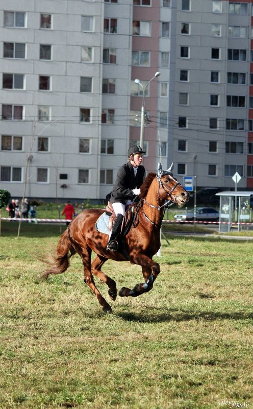 Молодой,покладистый конь - Alesya Safe