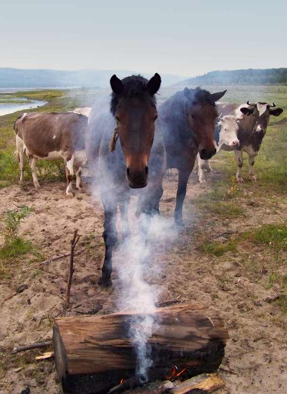 Обкуренный конь - Сергей Шаврин
