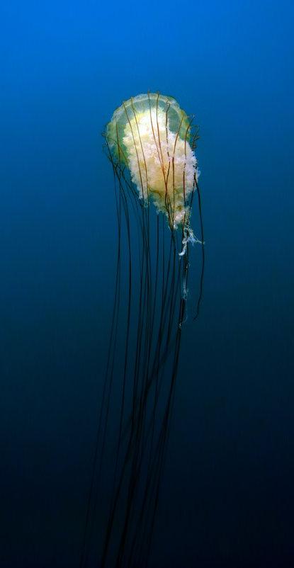 Компасная медуза - Boris Khershberg