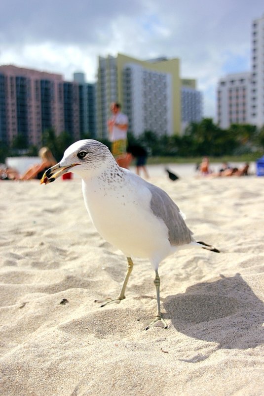Miami bird - Евгений Бубнов
