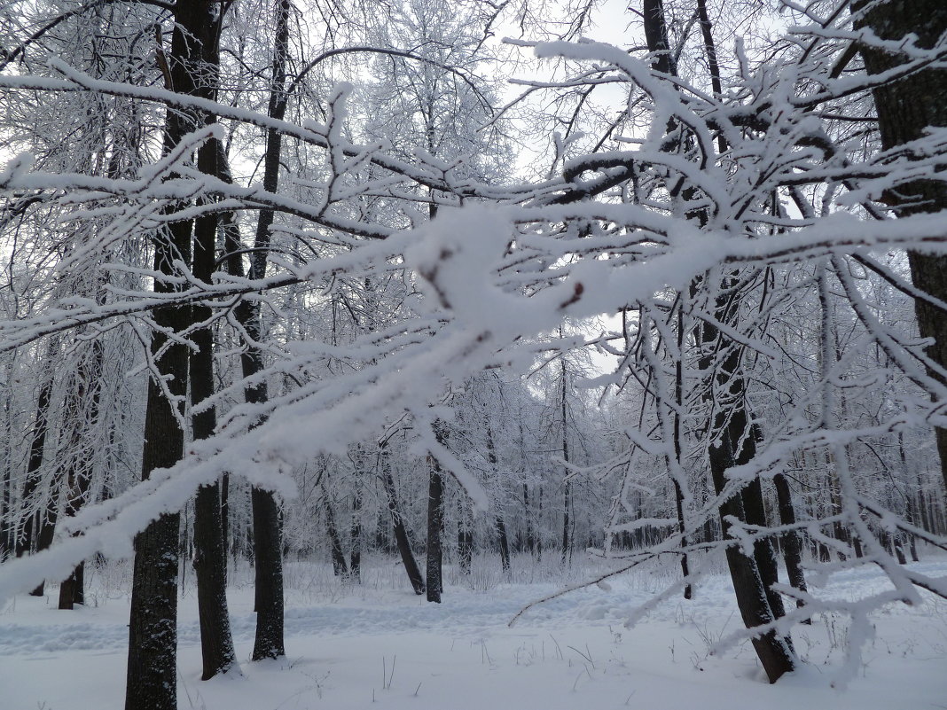 Зимний лес - НАДЕЖДА КЛАДЧИХИНА
