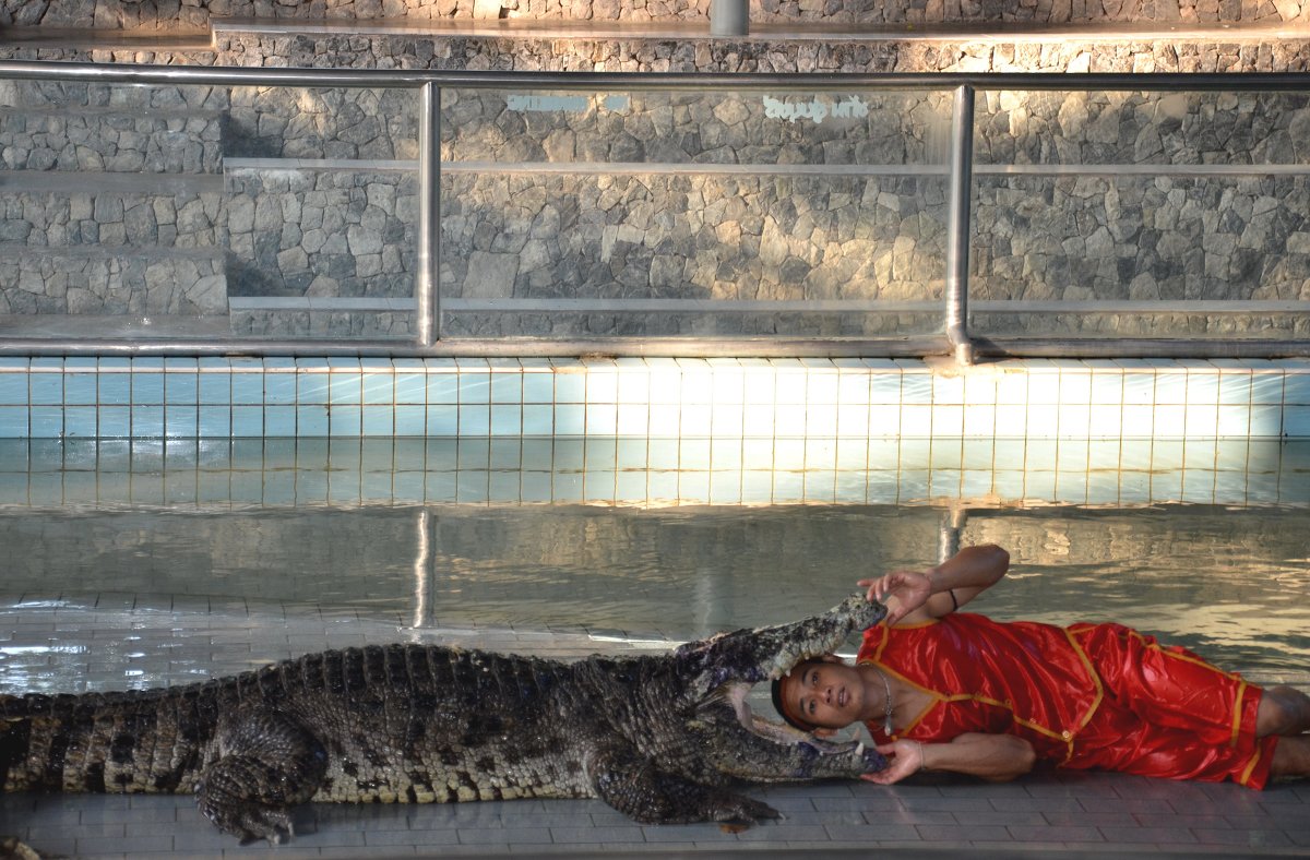 Тайланд, Крокодиловая ферма - Михаил Кандыбин