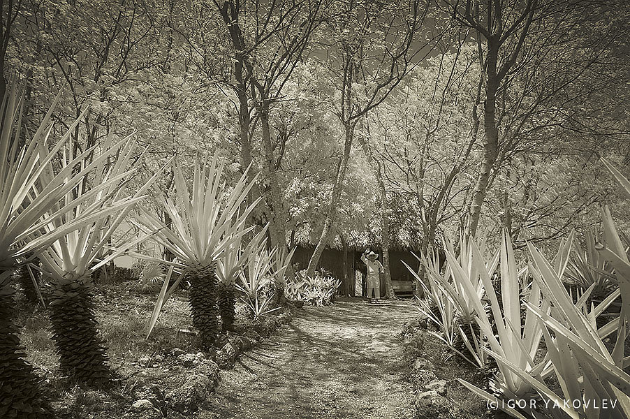 Старейший работник гасиенды Sotuda de Peon у хижины среди плантации хенекена - агавы. - Игорь Яковлев