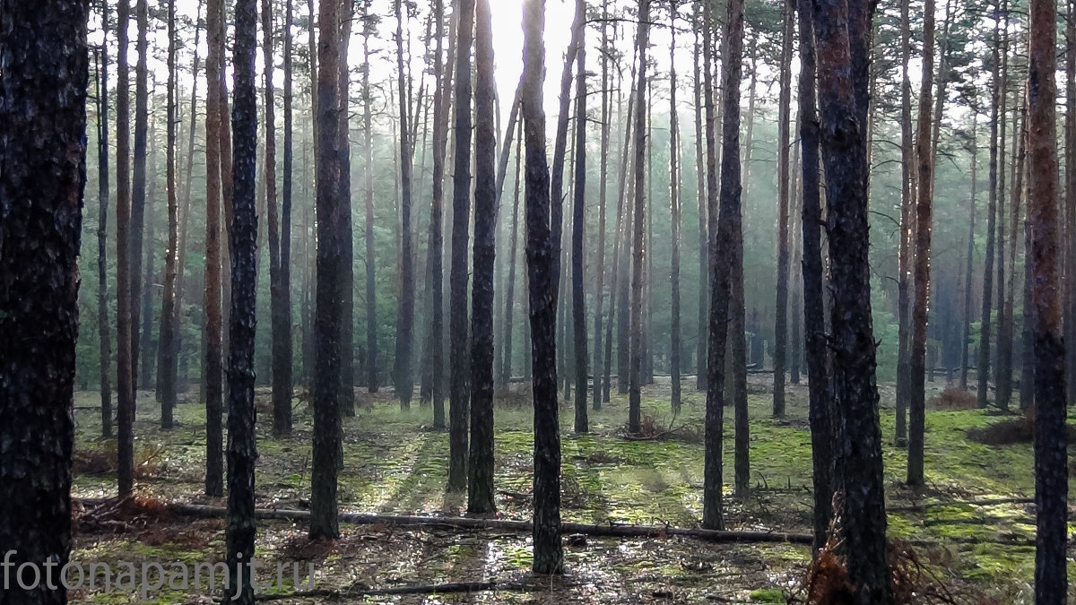 Утро в лесу - Эдуард Робатень