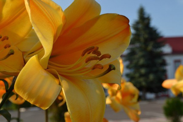 цветок - Arina Salyamova