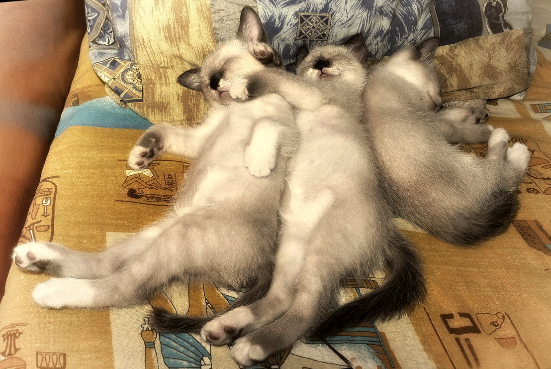 спят котята... - равил митюков