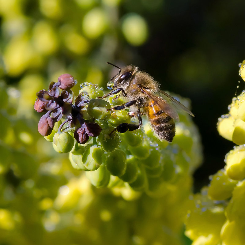 Bee - Александр Сорокопуд