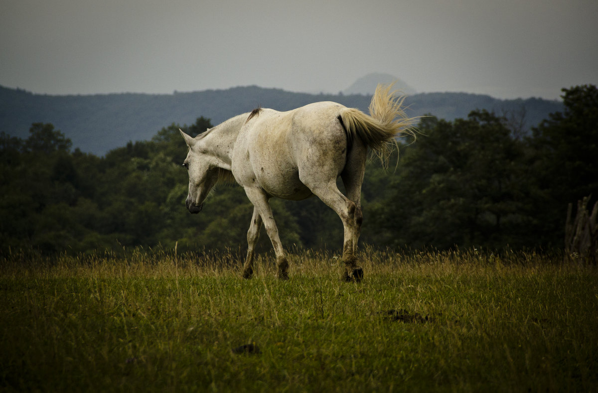 White horse - Keti B