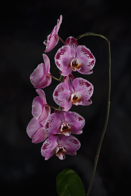 орхидея - Irina Schumacher