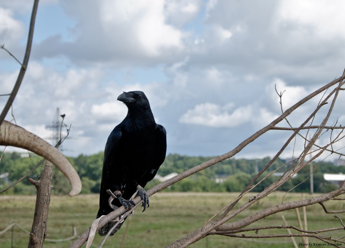 Black raven - Станислав Князев