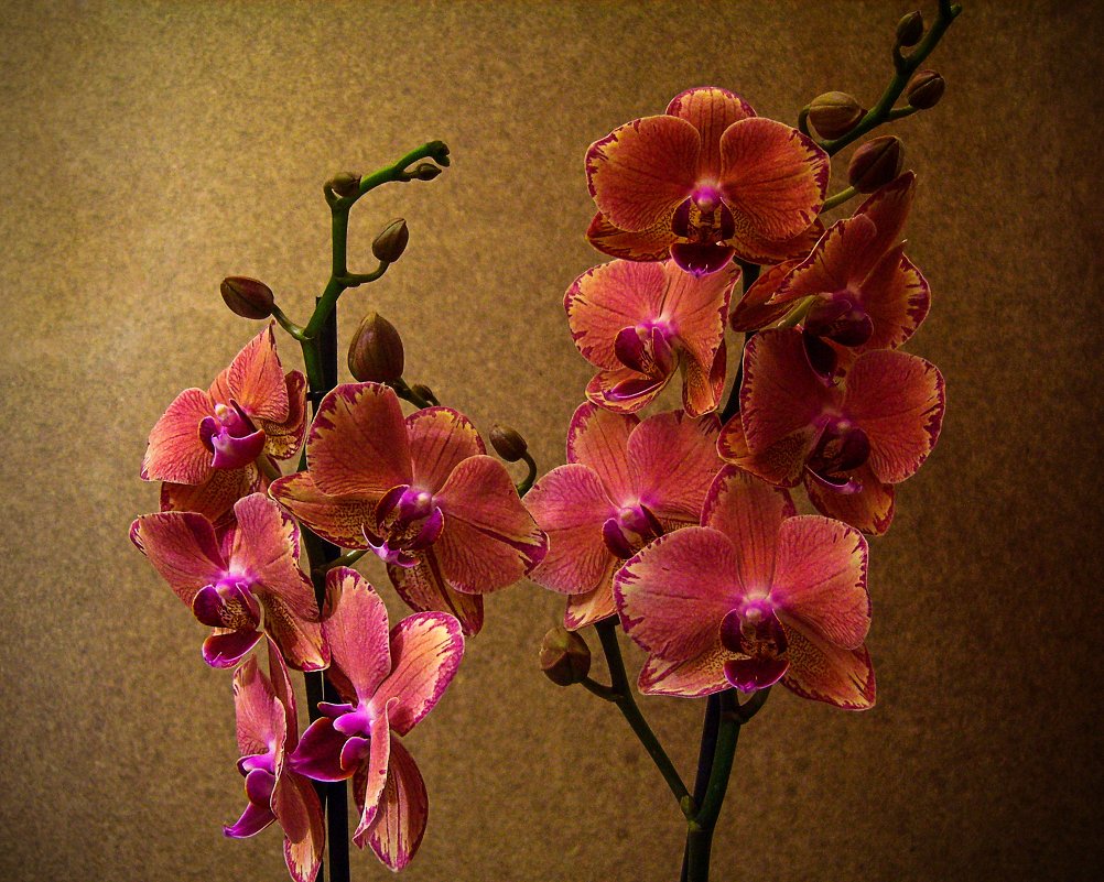 Орхидея фаленопсис из моей коллекции - Ирина Приходько