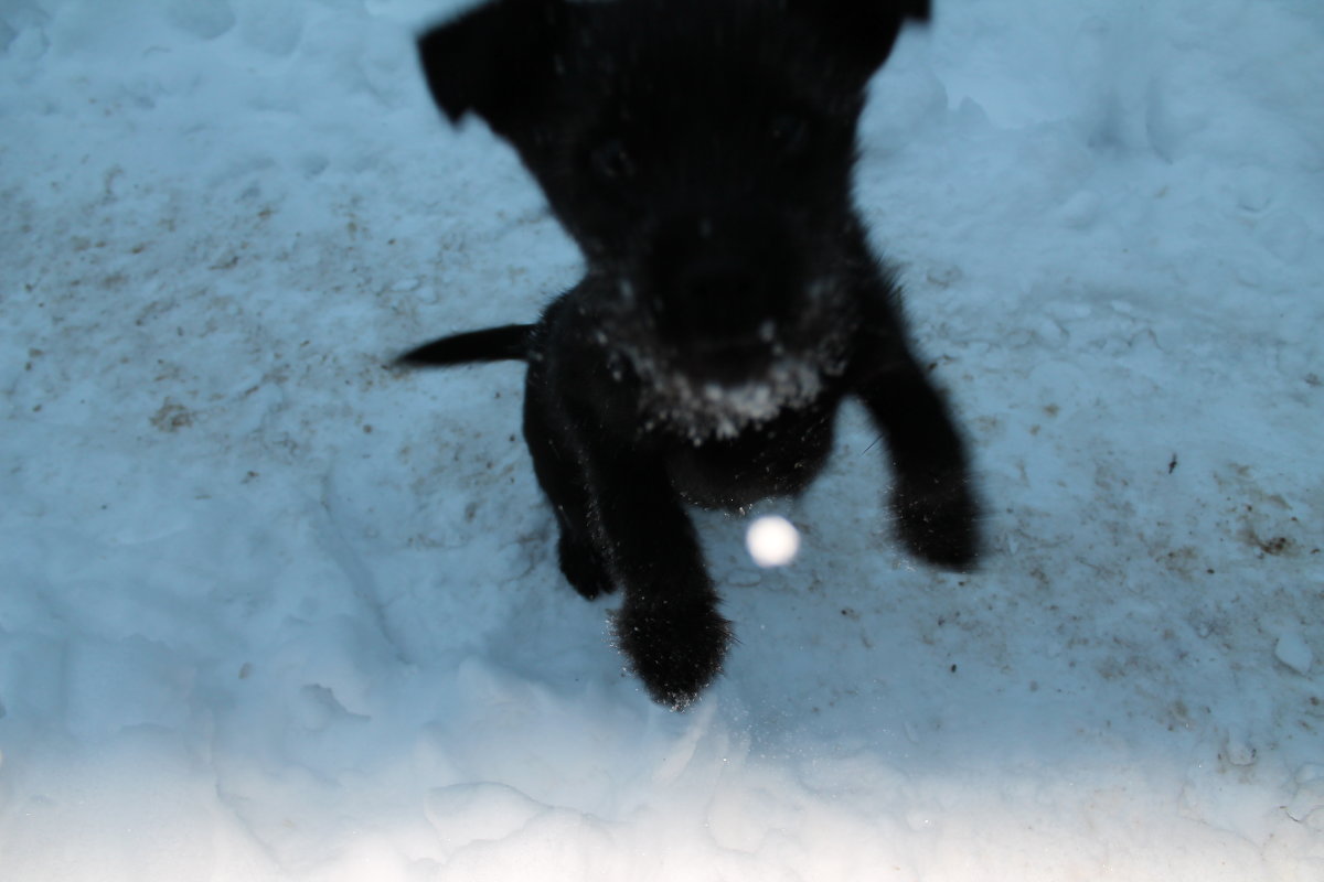пес и снежинка - Виктория Зомова