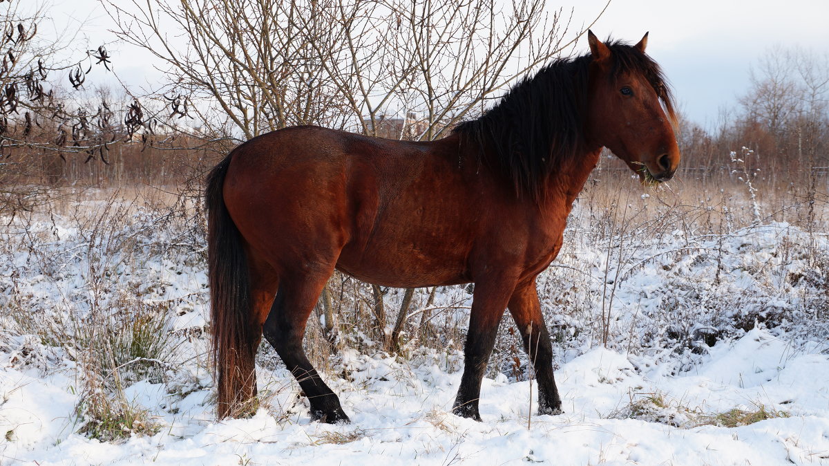 конь, зима........ - Евгений Палатов