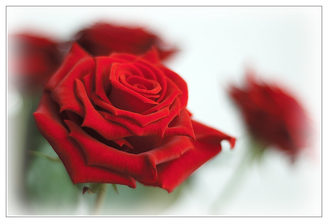 Красные розы - Boris Alabugin