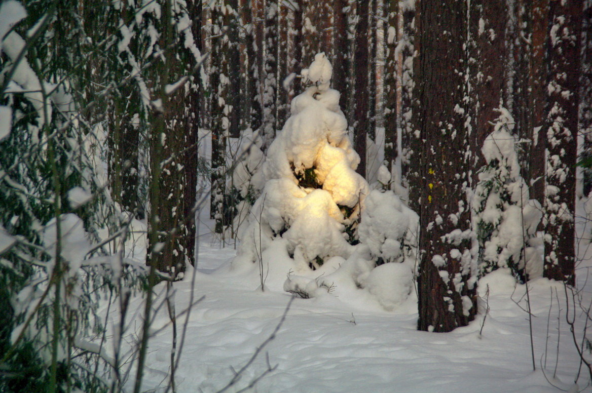 Луч солнца проник сквозь чащу зимнего леса - Валерий Струк 