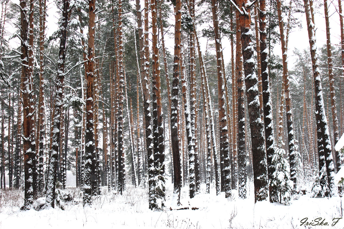 Зимний лес - Irene Farkh