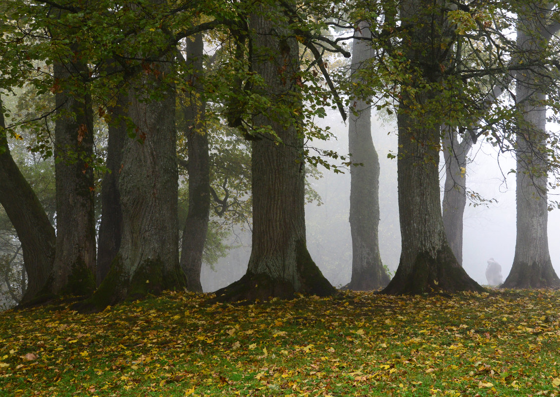Trees in the fog - Дмитрий Каминский