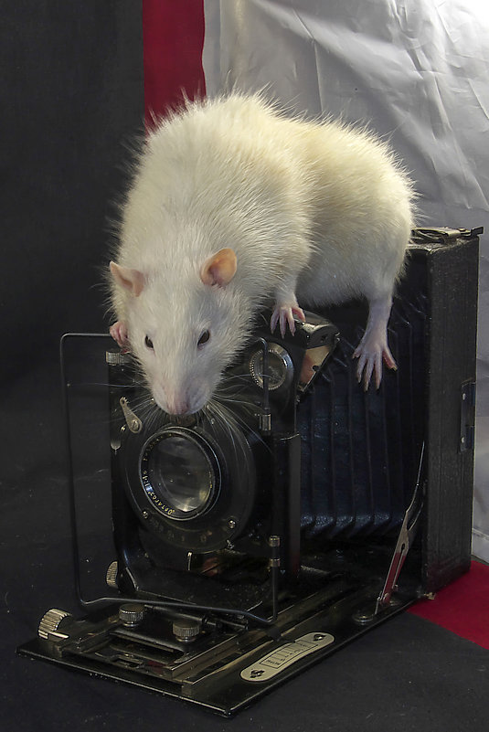 фотограф - Сергей Желтов