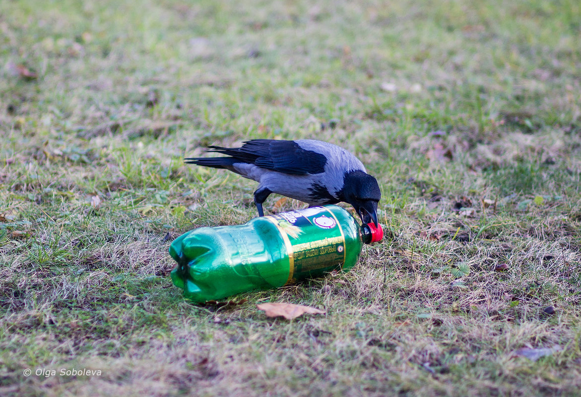 Ворона и бутылка пива... - Ольга Соболева