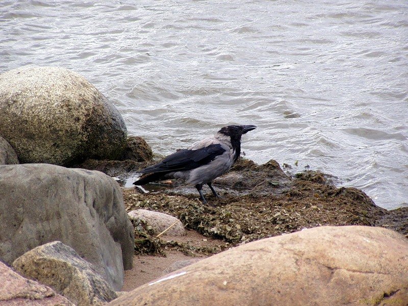 Морская ворона - vadim 